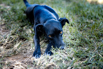 Cachorro vira-lata preto olhando para mim com tristeza.