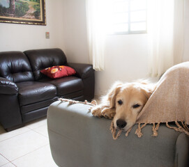Cachorro sozinho em casa deitado no sofá. 
