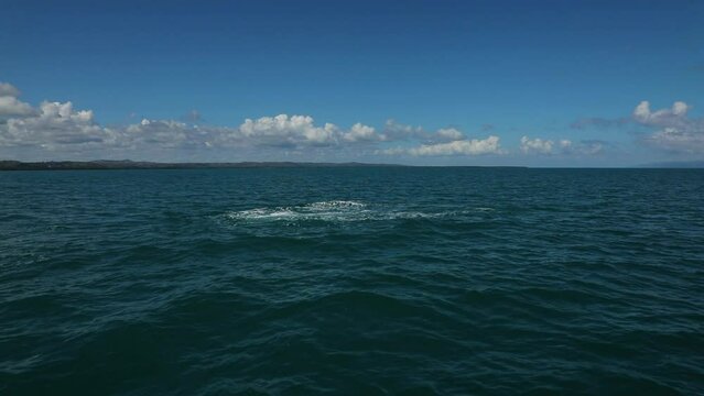 Humpback whale jumps out of the ocean and spins his fins. in the water in Dominican Republic. High quality FullHD footage