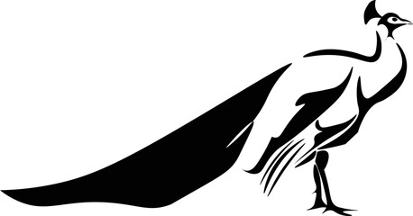 Black and White Cartoon Illustration Vector of a Peacock Bird