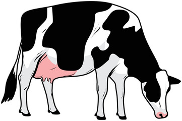 Illustration of a cow