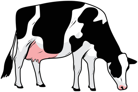 Illustration of a cow