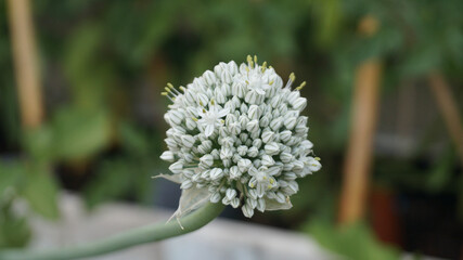 garlic flower Plant and grow at home. Organic vegetables. Garlic seeds. Organic urban garden on a terrace. Fresh green vegetables.