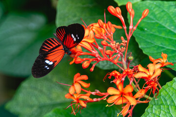 Schmetterling