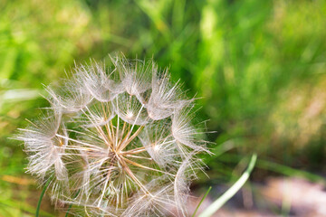 A dome of fluffy dandelion on a blurred light green background.