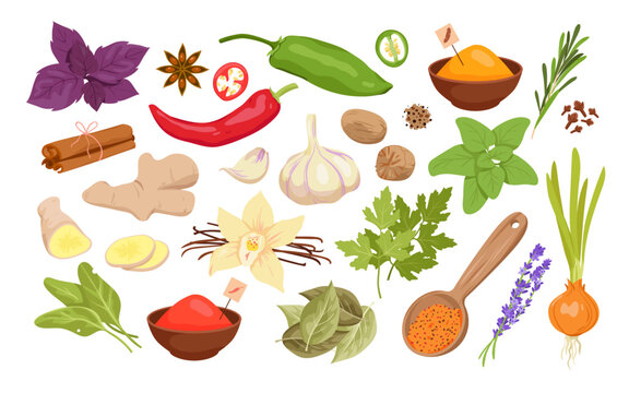 Spices, herbs and seeds set for cooking food vector illustration. Cartoon isolated fresh and dry seasoning collection with cinnamon pepper basil ginger garlic parsley turmeric vanilla anise bay leaf