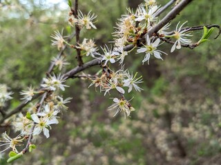 Blooming plum tree. The branches are covered with white flowers.