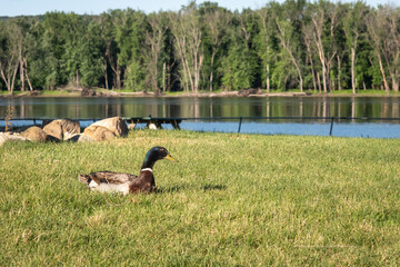 Mallard duck sitting on grass next to river