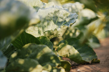 Rows of fresh cabbage plants in the garden