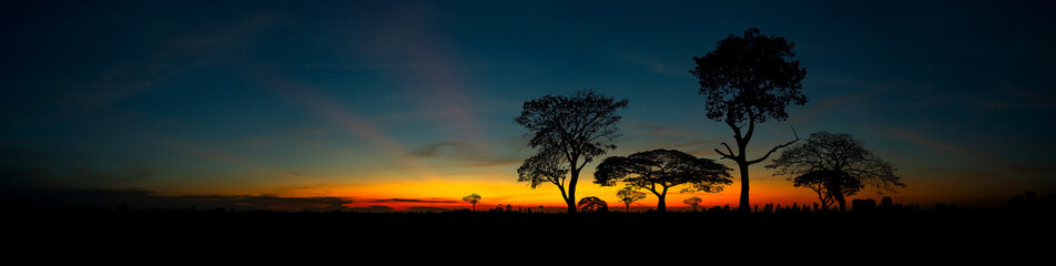 Beautiful african red and orange sunset with silhouettes of acacia trees and sun setting on the horizon in the Serengeti Park plains, Tanzania, Africa.Wild safari landscape.