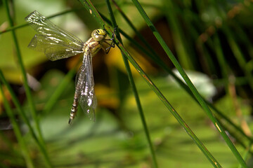 Frisch geschlüpfte Libelle