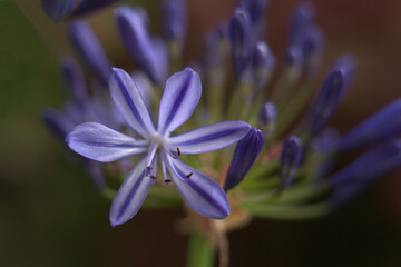 Blüte der blauen Schmucklilie