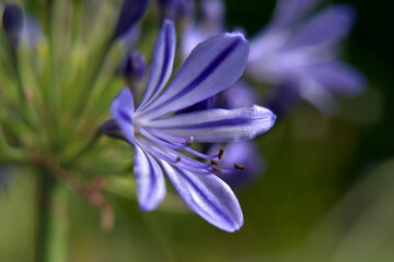 Blaue Prachtlilie  © Klaus Bauer