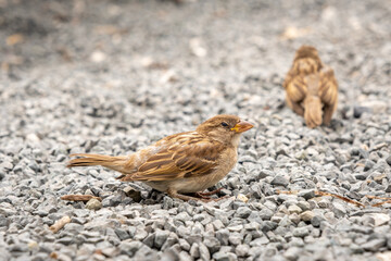 Female House sparrow, Passer domestics, sitting on gravel.