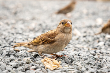 Female House sparrow, Passer domestics, sitting on gravel.