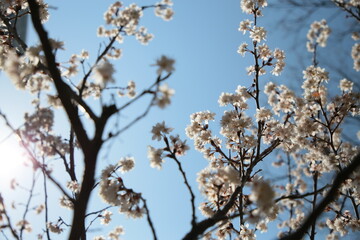 桜