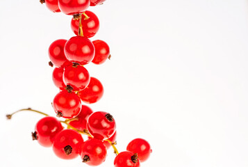 A bunch of bright red juicy currants