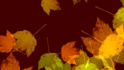 Colorful Autumn leaves on bokeh brown background 