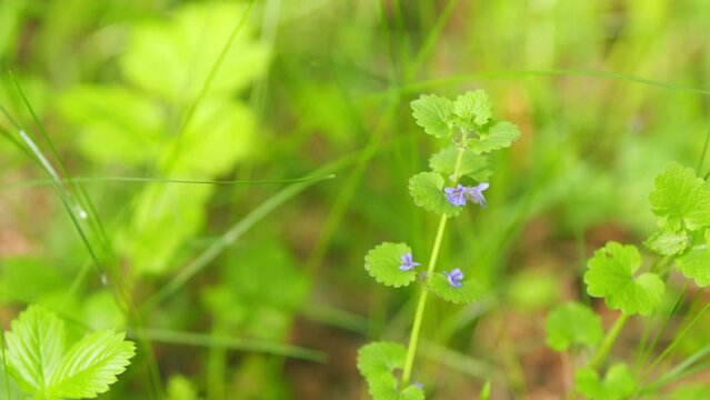 Ground ivy, creeping charlie or creeping charley, glechoma hederacea. Close up.