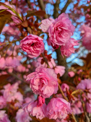 Japanese sakura flower.