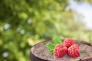 Red raspberries in garden. Red sweet berries in fruit garden.