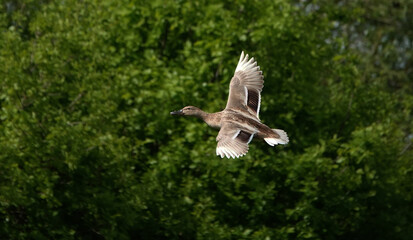 Fototapeta premium A female mallard in flight against a defocused green background. 