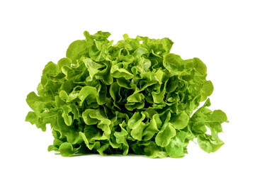 Fototapeta na wymiar Newly harvested fresh lettuce on isolated white background