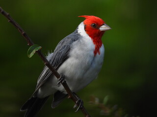 Pájaro pequeño color rojo y blanco mirando fijamente