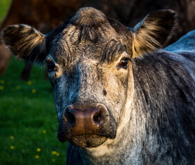 Fototapeta premium Portrait of a cow