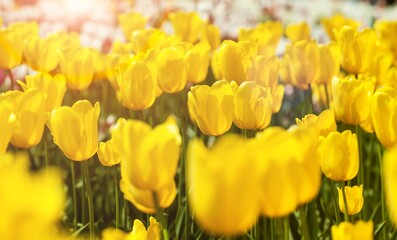 Obraz premium Spring flower field. Beautiful Tulips in spring garden. Farming and gardening theme.
