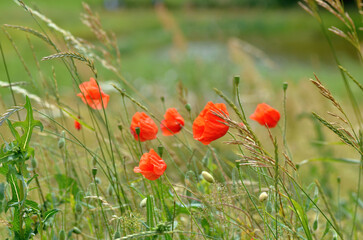 Blooming poppy flowers and grass