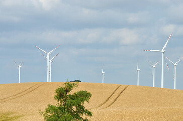 Wind mills on wheat field
