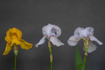 three irises on a gray background. Moody flora.