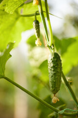 green cucumbers vegetables hanging on on a branch