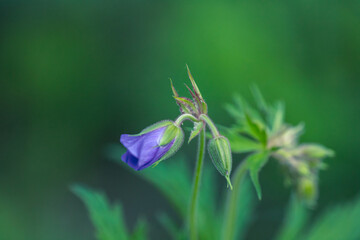 flower bud of wild gerranium