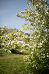 Branches of a flowering apple tree in the garden