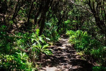 Fototapeta premium Mystical hiking trail through the laurel forest in Garajonay National Park, La Gomera, Canary Islands, Spain, Europe. Central ancient Lush green Laurisilva forests with many endemic species. Fauna
