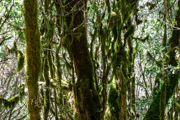 Fototapeta premium Mystical hiking trail through the dense laurel forest in Garajonay National Park, La Gomera, Canary Islands, Spain, Europe. Central ancient Lush green Laurisilva forests with many endemic species. Awe