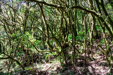 Mystical hiking trail through the laurel forest in Garajonay National Park, La Gomera, Canary Islands, Spain, Europe. Central ancient Lush green Laurisilva forests with many endemic species. Fauna