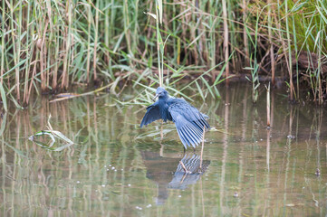 blue heron in the water