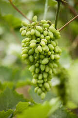 bunch of unripe grapes growing in garden
