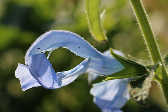 Blue gentian sage flower in close up