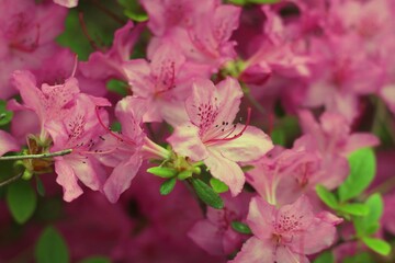 pink and white flowers