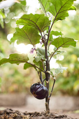 fresh organic homegrown eggplant in the garden