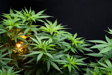 Cannabis tree on black background