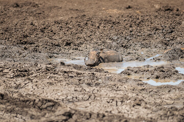 A warthog cooling off in some mud