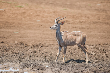 Kudu making it's way to watering hole