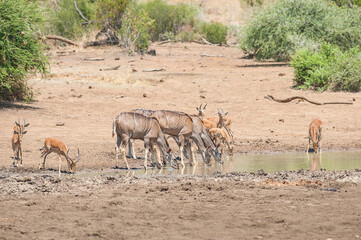Kudu and impala drinking at watering hole