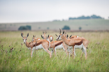 A harem of springbok in the bush