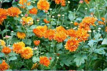 A bush of orange chrysanthemums with green leaves in the garden in summer